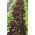 Eichenlaubsalat Redin Samen - Lactuta sativa - 900 Samen - 