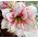 Hippeastrum - Aphrodite