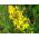 Hạt giống St. John's Wort - Hypericum perforatum - 1800 hạt