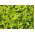 Hạt chanh Basil - Ocimum basilicum citriodora - 325 hạt - Ocimum citriodorum
