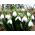 Galanthus nivalis - snežienka - 5 kvetinové cibule