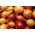 Bawang Spring Stuttgarter - 0,5 kg - 