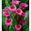 Kalija - Pink - rožinis - Zantedeschia