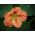 Semillas mezcladas de capuchina enana - Tropaeolum majus var. nanum - 24 semillas