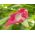Morning Glory Raffles semințe - Ipomea imperialis - 80 de semințe - Ipomoea purpurea