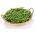 Buschbohne ‘Gracja’ Samen - Phaseolus vulgaris L. - 300 Samen -  