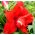 Hippeastrum - Red Peacock