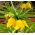 Császárkorona - sárga - Fritillaria imperialis