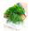 Tilli – Emerald - 2800 siemenet - Anethum graveolens L.