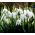 Galanthus nivalis - snežienka - 5 kvetinové cibule