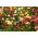 Ranunculus - MIX - paquete de 10 piezas