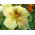 Semillas mezcladas de capuchina enana - Tropaeolum majus var. nanum - 24 semillas
