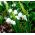 Sommarsnöklocka - paket med 5 stycken - Leucojum aestivum