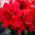 Hippeastrum - Red Peacock