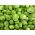 Brussels Sprouts Casiopea seeds - Brassica oleracea convar.oleracea var.gemmifera - 640 seeds
