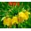 Császárkorona - sárga - Fritillaria imperialis