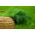 Tilli – Emerald - 2800 siemenet - Anethum graveolens L.
