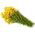 Hạt giống St. John's Wort - Hypericum perforatum - 1800 hạt