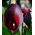 Zantedeschia, Calla Lily Schwarzwalder - cibule / hlíza / kořen