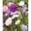 Sommerasters Stråle - blanding - Callistephus chinensis - Iøjnefaldende nåleformede blomster - Friske frø