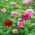 Semi miscelati Zinnia Lilliput - Zinnia elegans - 90 semi
