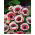 Szellőrózsa - De Caen - Bicolor - csomag 8 darab - Anemone