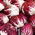 Cikorija Palla Rossa 3 sjemena - Cichorium intybus - 360 sjemenki - Cichorium intybus var. Foliosum - sjemenke
