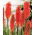 Kniphofia - Nancy Red
