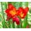 Freesia - Single Red - paquete de 10 piezas