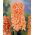 Hyacinthus Gipsy Queen - Hyacint Gipsy Queen - 3 cibule