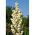 Fiberpalmlilja - Yucca Filamentosa