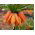 Fritillaria imperialis Aurora - korunka kráľovská Aurora - cibuľka / hľuzovka / koreň
