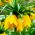 Keiserkrone - gul - Fritillaria imperialis
