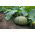 Pumpkin Miranda seeds - Cucurbita pepo - 24 seeds