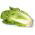 Kinakål - Bristol - 430 frø - Brassica pekinensis Rupr.