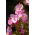 Pink Wax Semințe de Begonia - Begonia semperflorens - 1200 de semințe