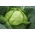 Early Cabbage seeds - Brassica oler. convar capitata var. alba - 480 seeds