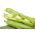 Broad Bean Bartek seeds - Vicia faba