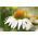 Coneflower White Swan seemned - Rudbeckia purpurea - 150 seemet - Rudbeckia echinacea