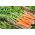 Carrot 'Comet - Kometa F1' seeds - Daucus carota