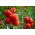 蕃茄男爵种子 -  Lycopersicon esculentum  -  35种子 - Lycopersicon esculentum Mill.  - 種子