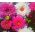 Cosmos, Schmuckkörbchen Double Click Mix, doppelte Blüten - 30 Samen - Cosmos bipnnatus fl.pl.