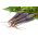 Carote - Deep purple - 425 semi - Daucus carota ssp. sativus