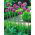 Allium His Excellency, Riesen-Lauch
