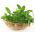 Stevia semená - Stevia rebaudiana - 30 semien