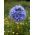 Semi Globe Gilia - Gilia capitata - 950 semi - Gilia capitata.