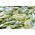 Pumpkin Miranda seeds - Cucurbita pepo - 24 seeds