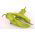Maďarské voskové korenie - Capsicum annuum - 70 semien - Capsicum L. - semená