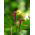 Ipomoea quamoclit - 38 semi - in miscuglio