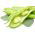 Broad Bean Bartek seeds - Vicia faba